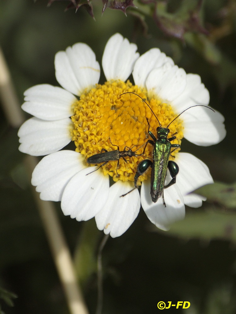 Oedemera nobilis in compagnia...di piccola femmina